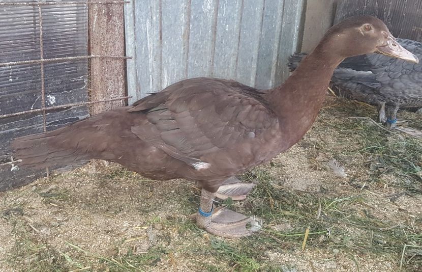  - Bomboane asortate 2018