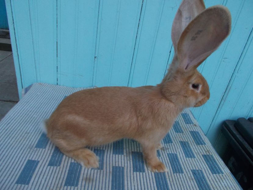 2 luni si 3 sapt - 4 FEMELA 96 P