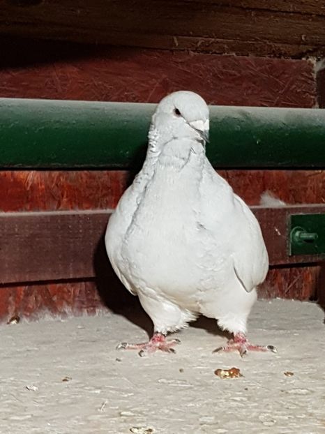 F-2016-4571 - 0-VRdF-2018