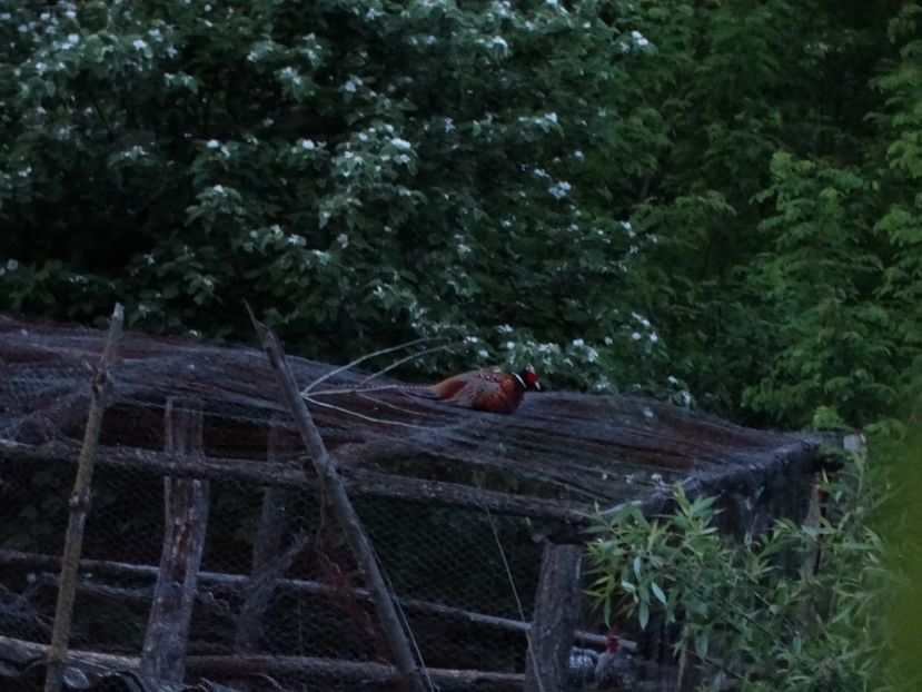  - Fazani in libertate