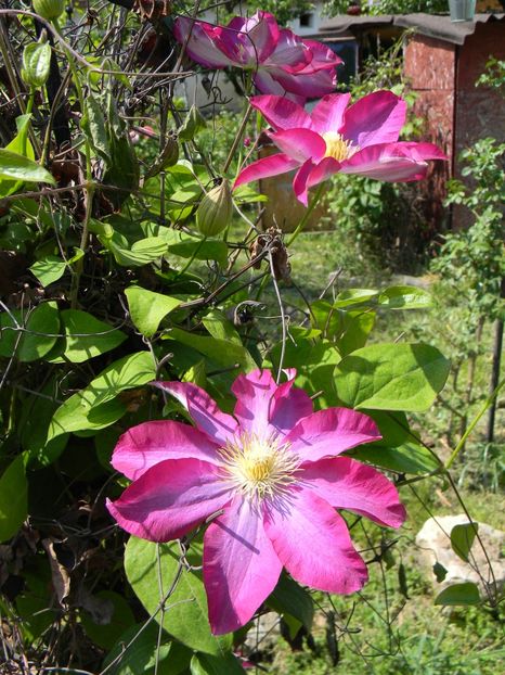 Kakio - Clematite 2018