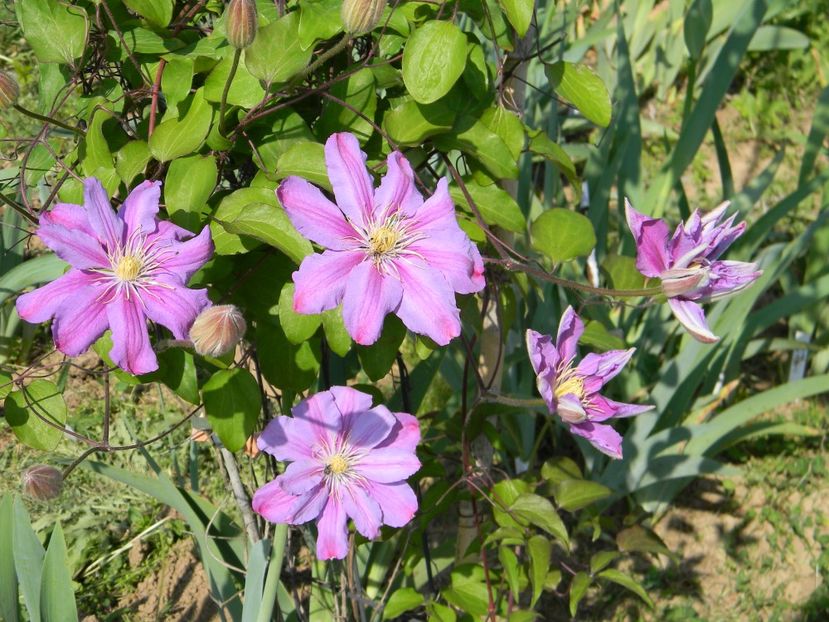 Guernsey cream - Clematite 2018