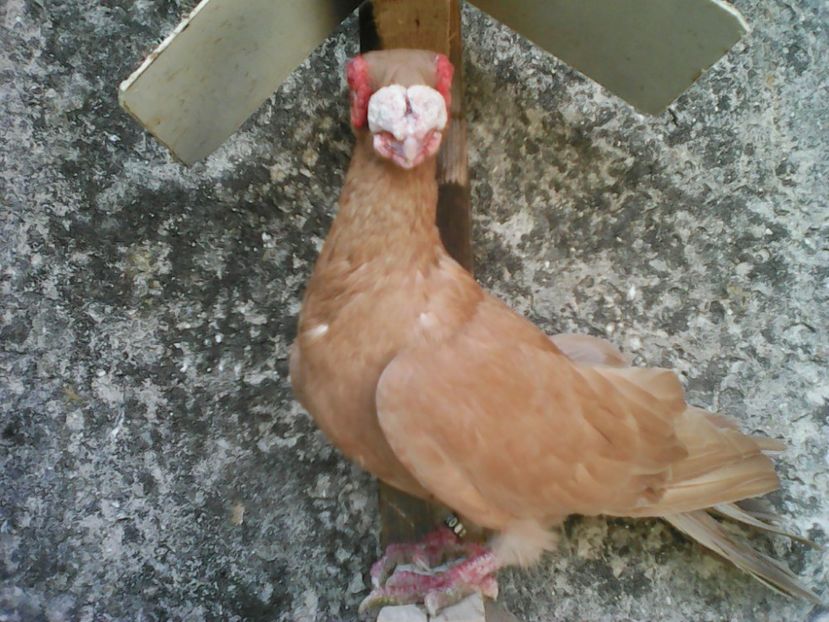 M 2016 - B E R B E R I  ---    BARBS  PIGEONS