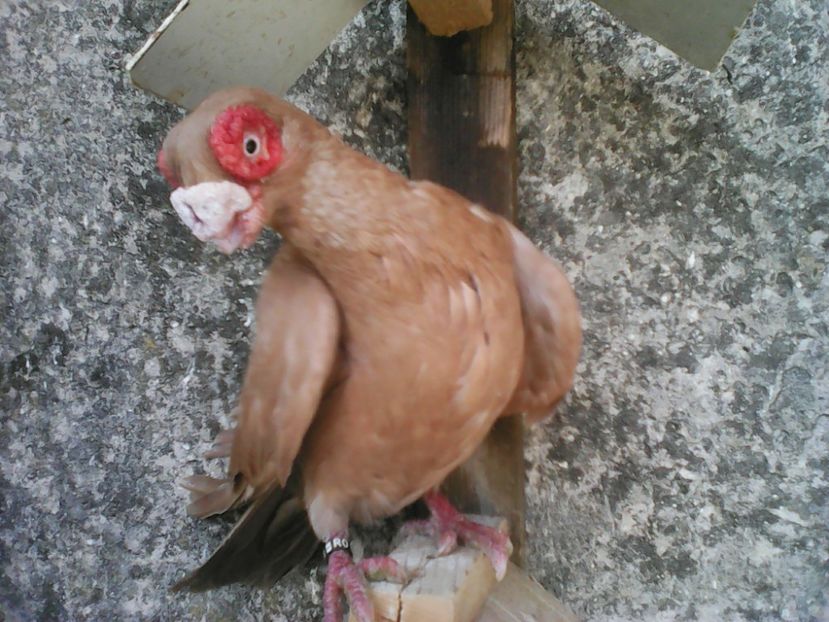  - B E R B E R I  ---    BARBS  PIGEONS