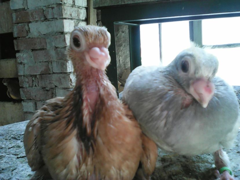  - B E R B E R I  ---    BARBS  PIGEONS