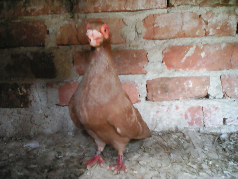 F 2014 - B E R B E R I  ---    BARBS  PIGEONS