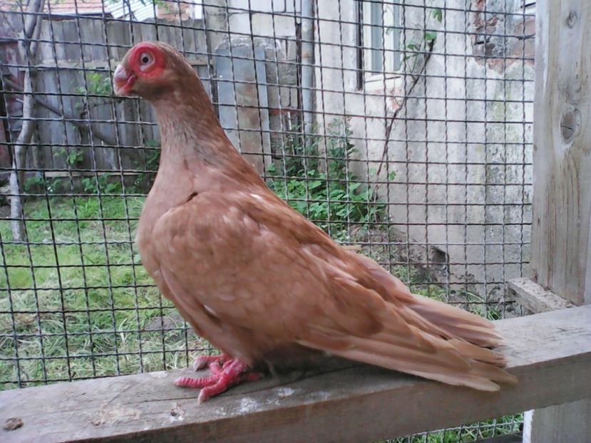 F 2017 ( OPȚ LUNI ) - B E R B E R I  ---    BARBS  PIGEONS