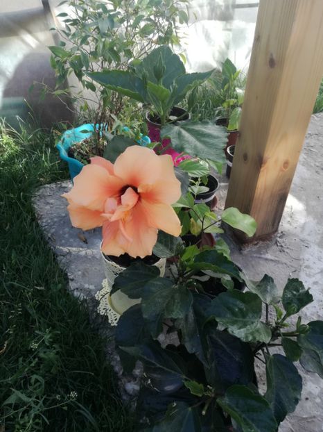  - Hibiscus