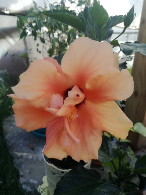  - Hibiscus