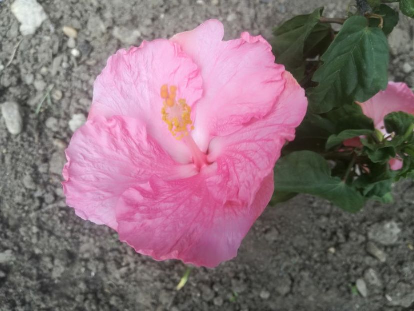  - Hibiscus