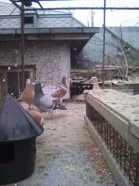  - Voaiajori stil vechi