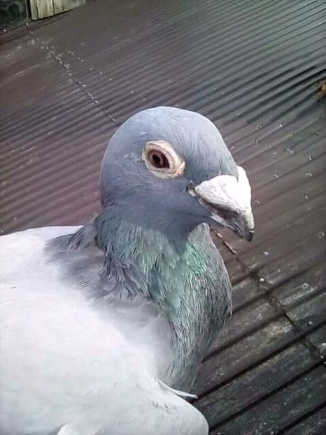  - Voaiajori stil vechi