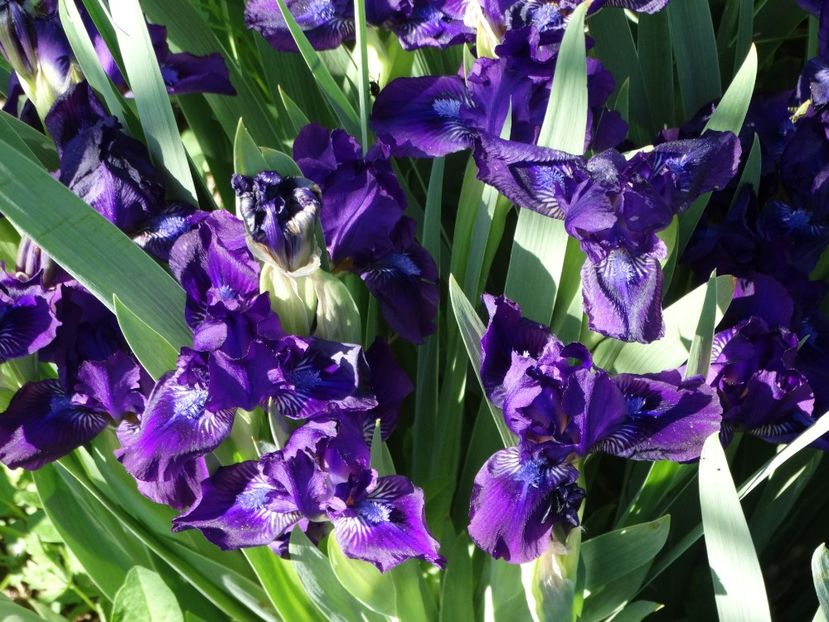  - Irisi 2015-2016-2017-2018