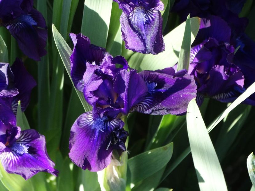  - Irisi 2015-2016-2017-2018