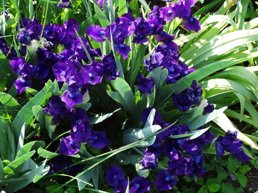  - Irisi 2015-2016-2017-2018