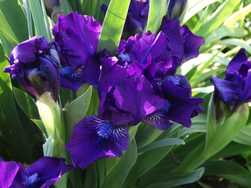  - Irisi 2015-2016-2017-2018