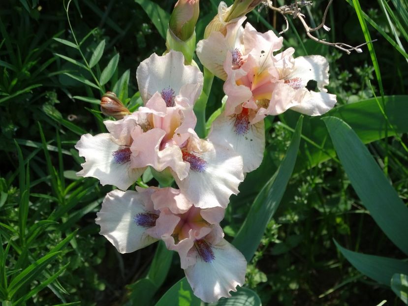  - Irisi 2015-2016-2017-2018