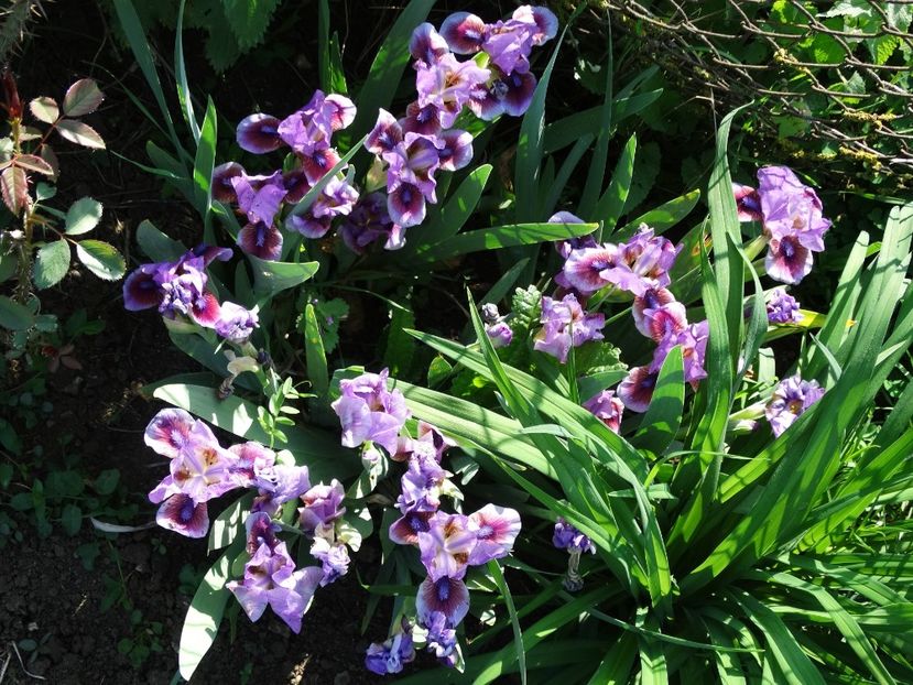  - Irisi 2015-2016-2017-2018