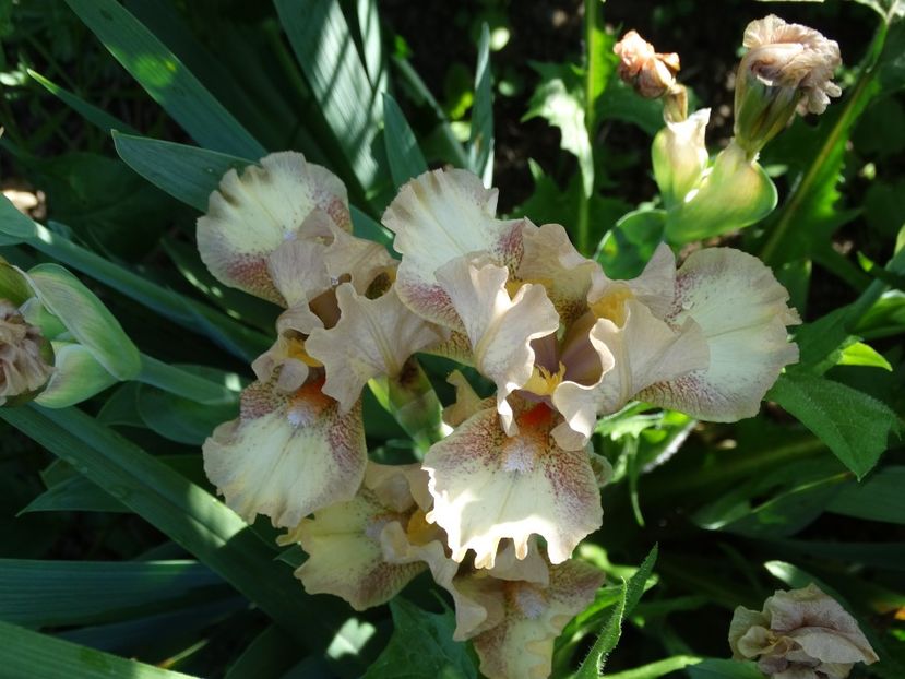  - Irisi 2015-2016-2017-2018