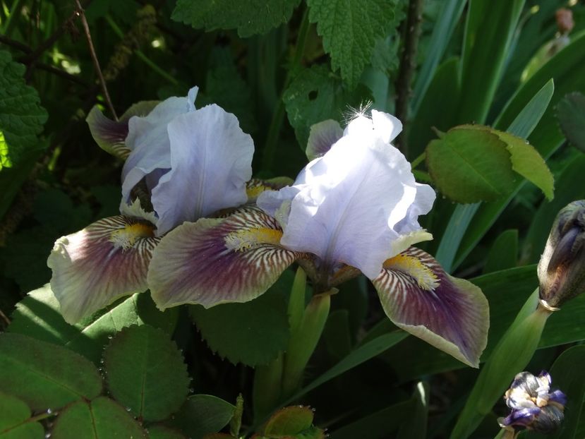  - Irisi 2015-2016-2017-2018