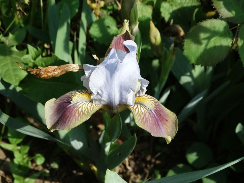  - Irisi 2015-2016-2017-2018