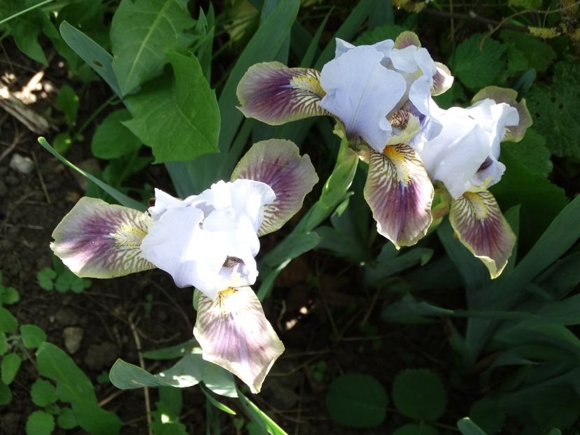  - Irisi 2015-2016-2017-2018