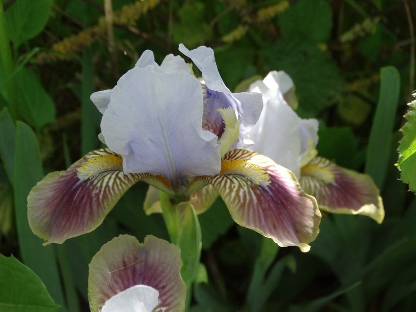  - Irisi 2015-2016-2017-2018