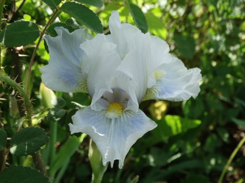  - Irisi 2015-2016-2017-2018