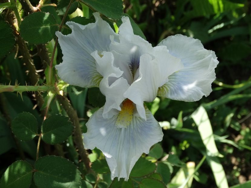  - Irisi 2015-2016-2017-2018