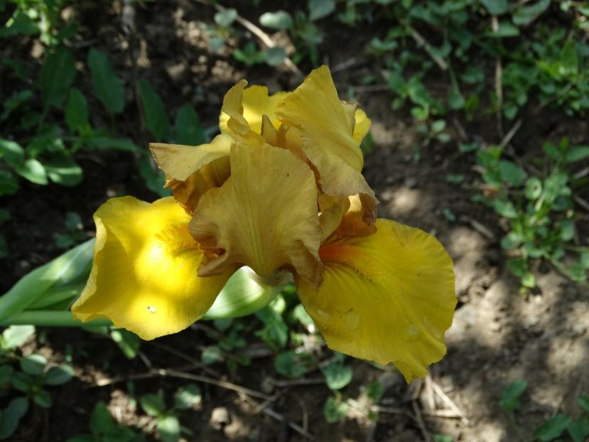  - Irisi 2015-2016-2017-2018