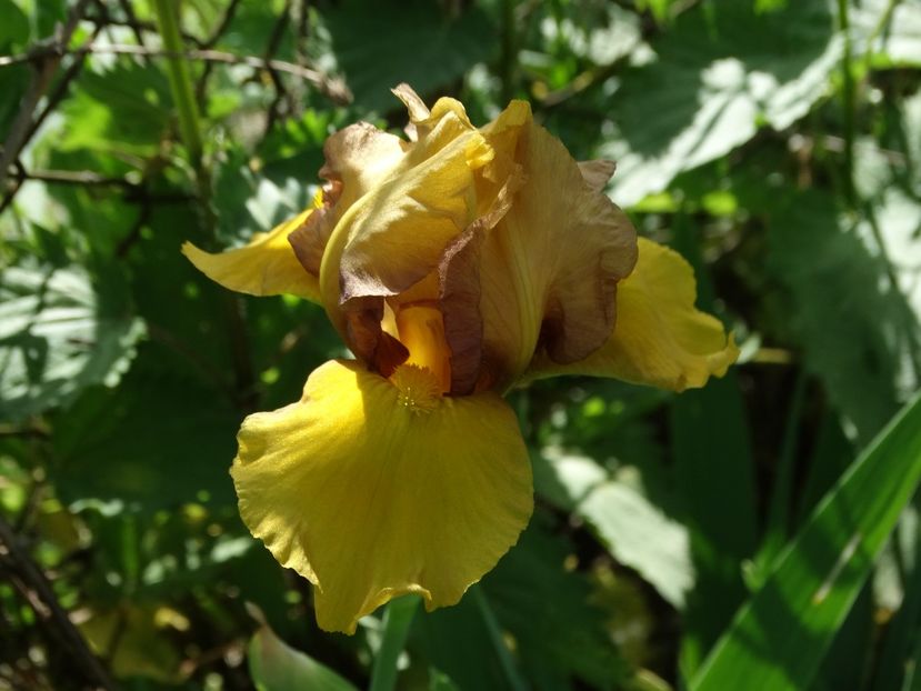  - Irisi 2015-2016-2017-2018