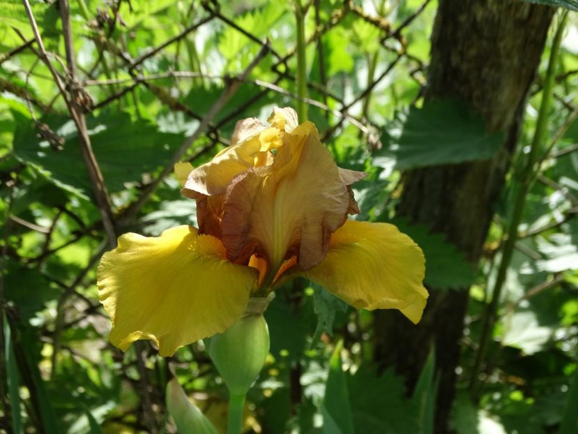  - Irisi 2015-2016-2017-2018