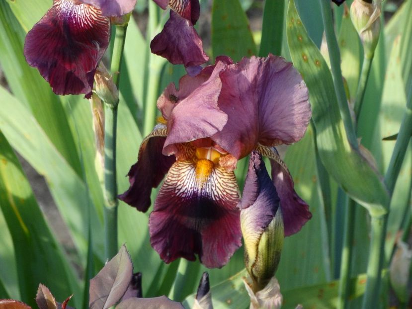  - Irisi 2015-2016-2017-2018