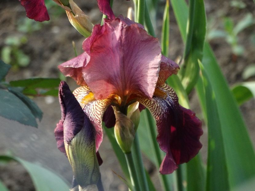  - Irisi 2015-2016-2017-2018