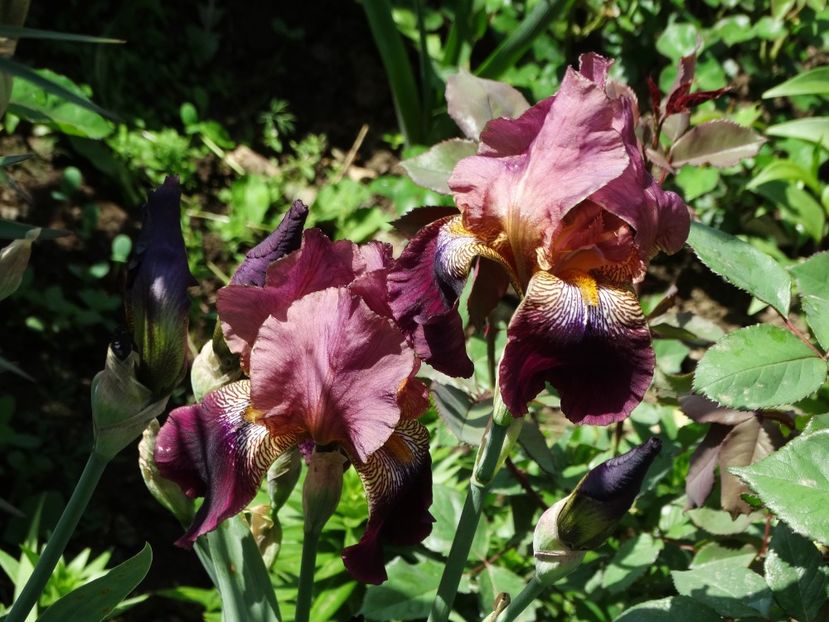  - Irisi 2015-2016-2017-2018