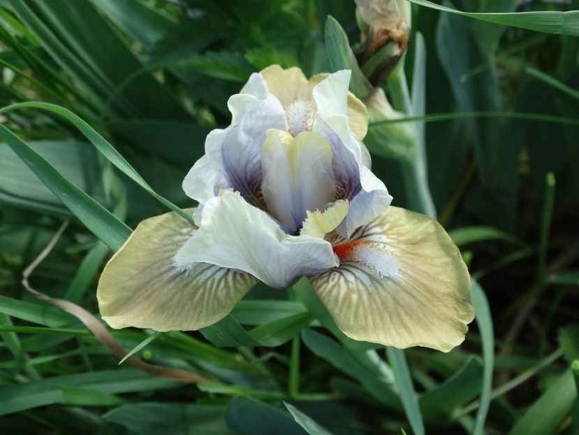  - Irisi 2015-2016-2017-2018