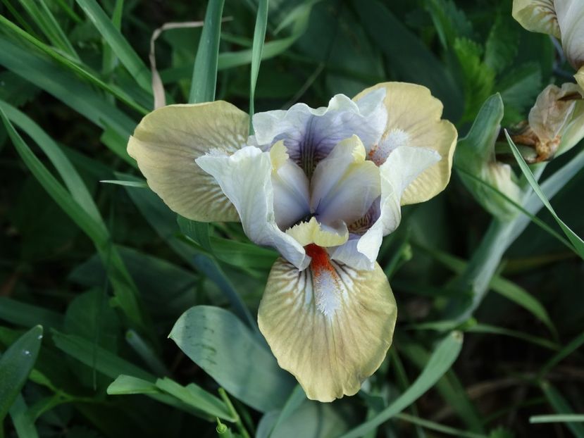  - Irisi 2015-2016-2017-2018