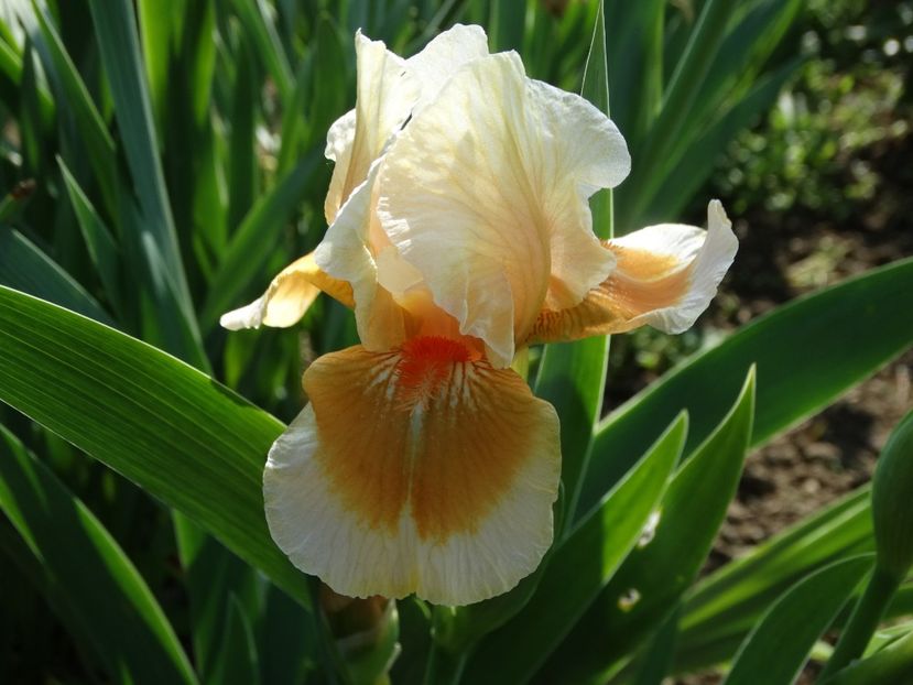  - Irisi 2015-2016-2017-2018