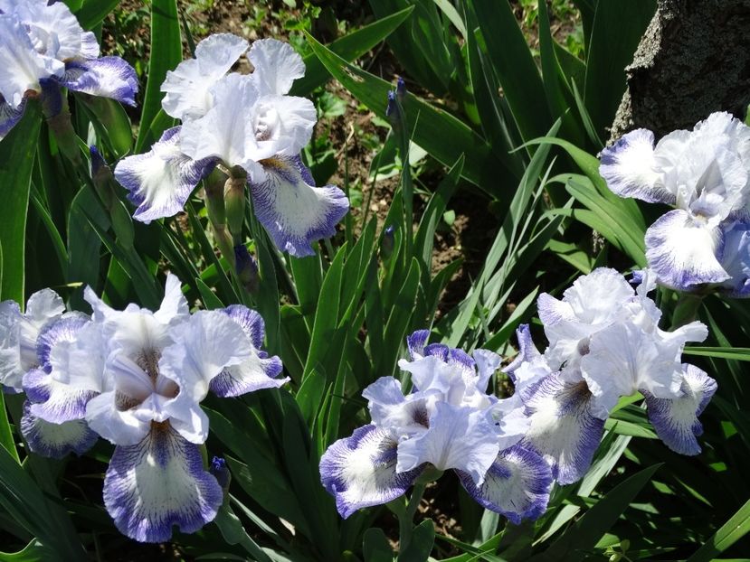  - Irisi 2015-2016-2017-2018