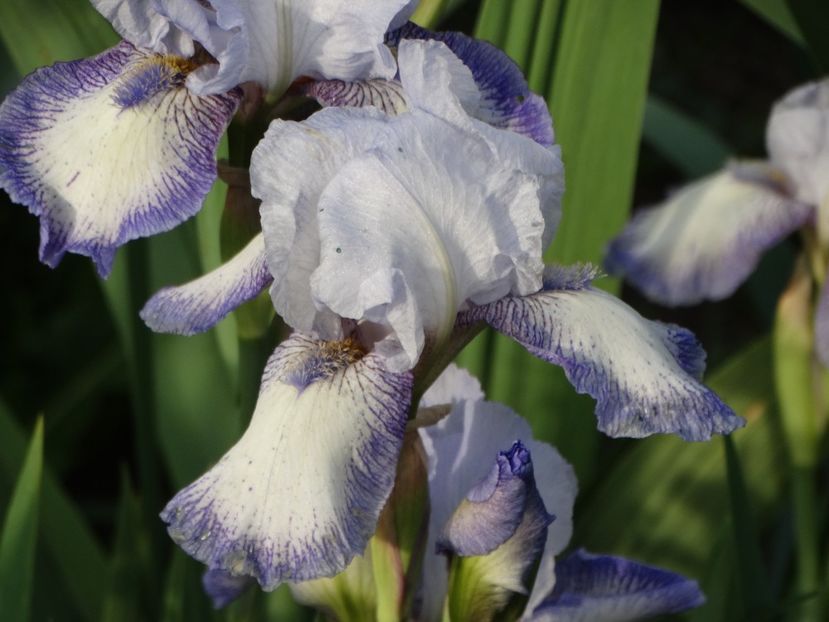  - Irisi 2015-2016-2017-2018