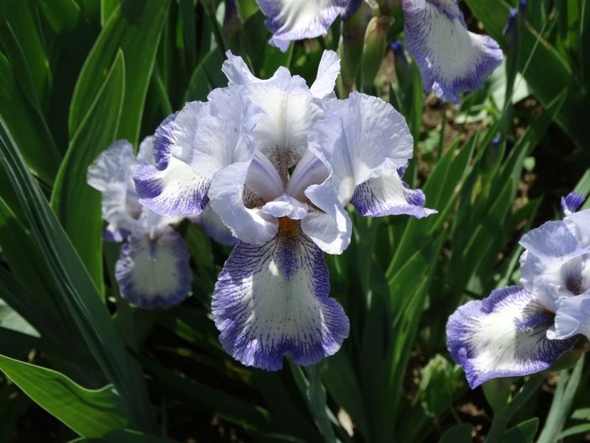  - Irisi 2015-2016-2017-2018