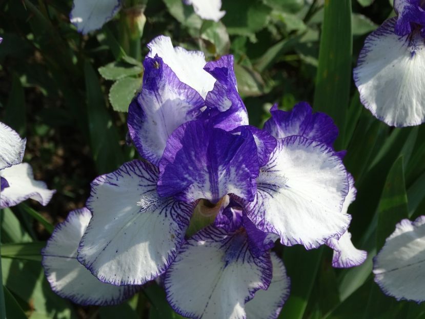  - Irisi 2015-2016-2017-2018