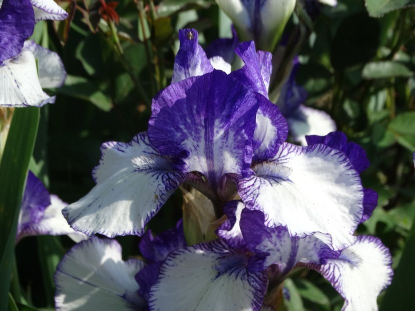  - Irisi 2015-2016-2017-2018