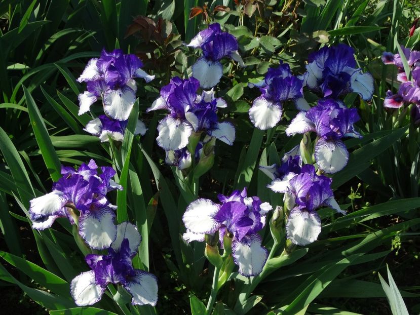  - Irisi 2015-2016-2017-2018