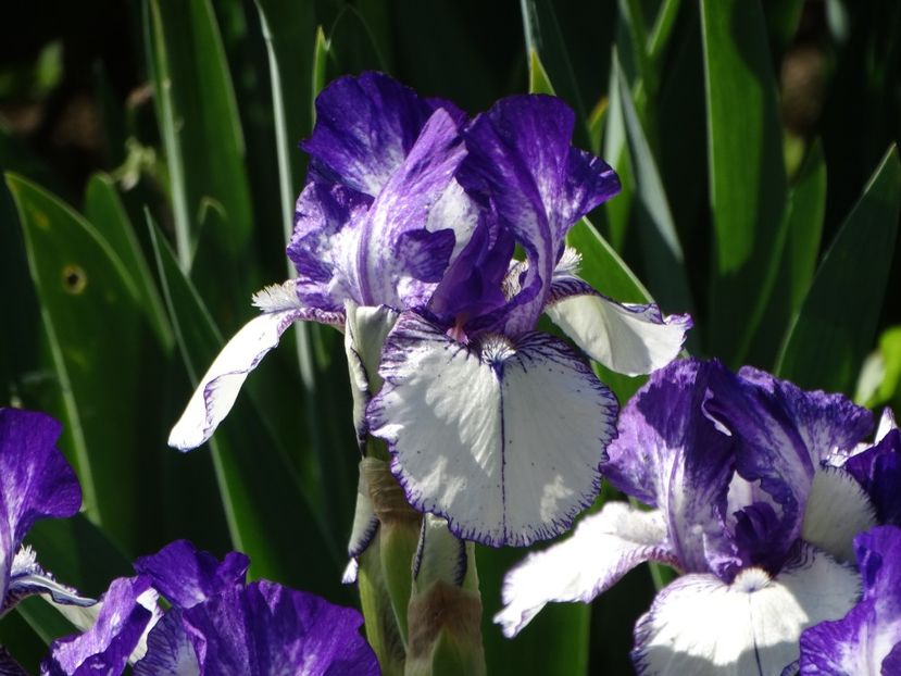  - Irisi 2015-2016-2017-2018