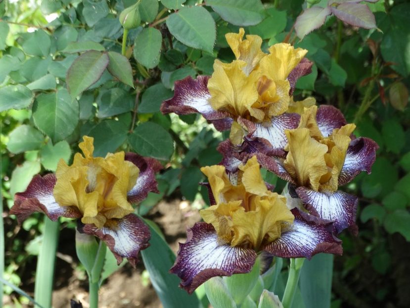  - Irisi 2015-2016-2017-2018