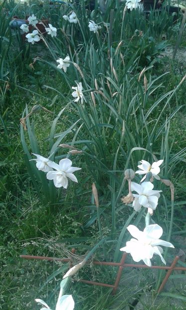 narcise batute parfumate - Narcise colectie