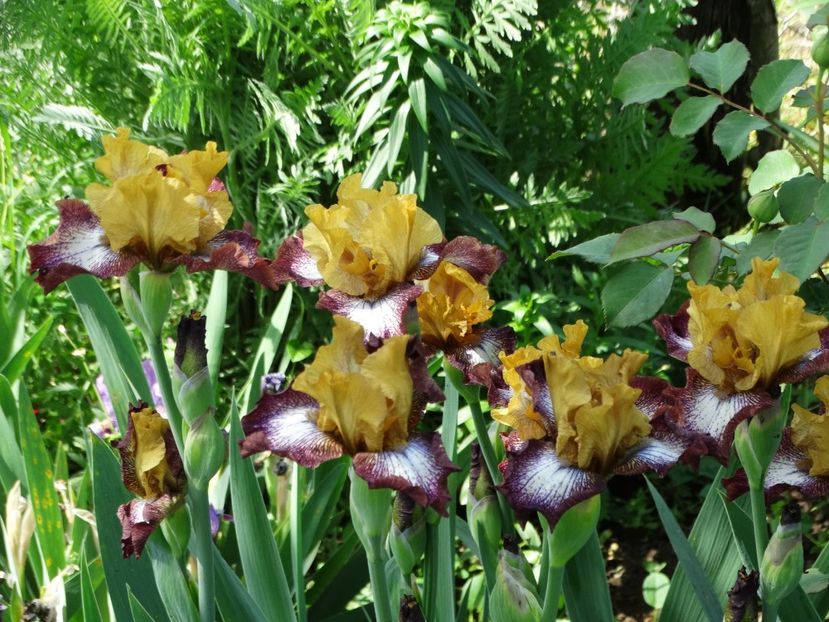  - Irisi 2015-2016-2017-2018