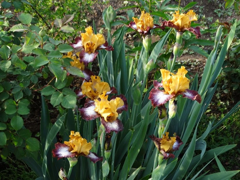  - Irisi 2015-2016-2017-2018