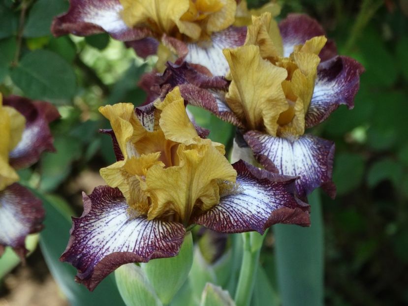  - Irisi 2015-2016-2017-2018